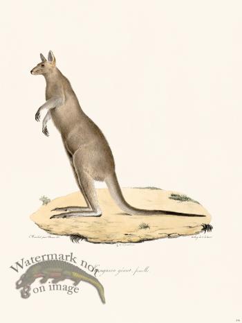 Cuvier 316 Female Giant Kanguroo